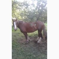 Продам кобилу