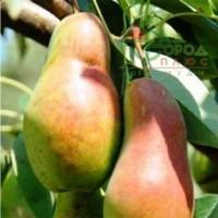 Продам саджанці Яблунь, груш, Персика, Абрикоса, Черешні, Вишні, Сливи ОПТ