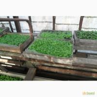 Продам рассаду табака (2, 00 грн. - 1шт.)