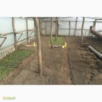 Продам рассаду табака (2, 00 грн. - 1шт.)