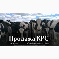 Продажа КРС