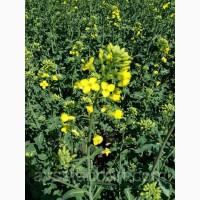 Насіння озимого ріпаку Авентадор, Зимостійкий гібрид ріпаку Авентадор стійкого до посухи