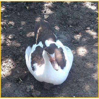 Мускусные племенные утята (индоутка, шипуны)