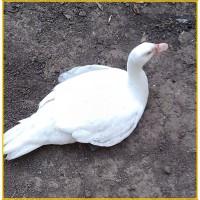 Мускусные племенные утята (индоутка, шипуны)