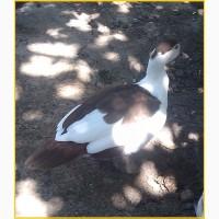 Мускусные племенные утята (индоутка, шипуны)