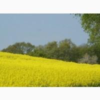 Семена озимого рапса Бучачский СН-1. ( 1пос. на 5га)