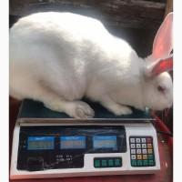 Продам кроликов Паннон