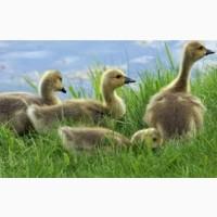Гусята Крупные Серые суточные, 1, 2, 3 4-хнедельные