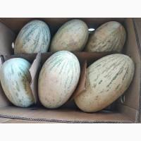 Продам диню узбекистан