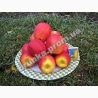 Яблуня зимова Гармонія де Ларіна