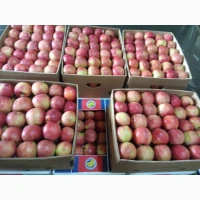 Продам яблука різних сортів