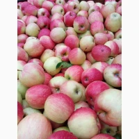 Продам яблука різних сортів