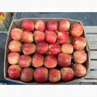 Продам яблука різних сортів