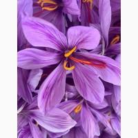 Продам специю шафран