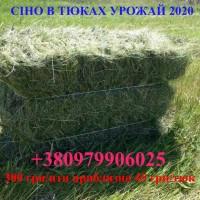 СІНО польове з люцерією в тюках