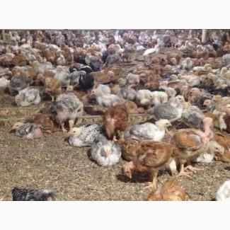 Продам одноденні і підрощені курчата Редбро Мастер Іспанка Домінант