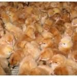 Продам одноденні і підрощені курчата Редбро Мастер Іспанка Домінант