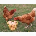Продам одноденні і підрощені курчата Редбро Мастер Іспанка Домінант