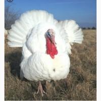 Підрощені індики БІГ 6