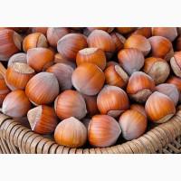 Фундук Сорт Барселона