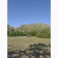 Продам акаційовий мед 300-1000 кг