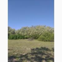 Продам акаційовий мед 300-1000 кг