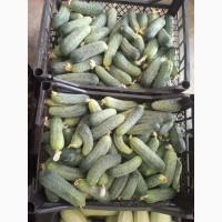 Продам огірки