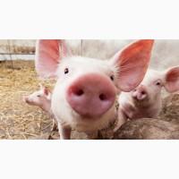 Продам поросят, двухпородка 7-15 кг