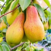 Продам груши оптом летний и зимний сорта