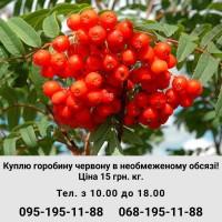 Закупаем рябину красную