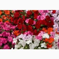 Продам семена бальзамина Валерьяна Бэби, смесь