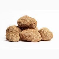 Продаємо Їжовик гребінчастий, сушений, від 100 г, український виробник Savvy Foods