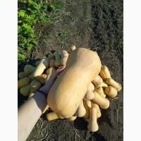 Продам мускатний гарбуз Арахісове масло