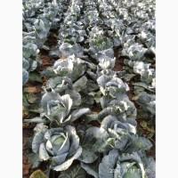 Продам капусту