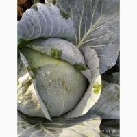 Продам капусту