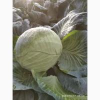 Продам капусту
