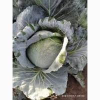 Продам капусту