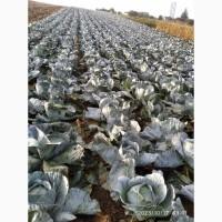 Продам капусту