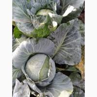 Продам капусту