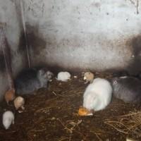 Продам нутрії