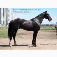 Орловський рисак на продаж