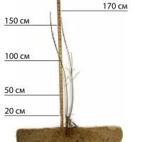 Саджанці форзиції Європейська