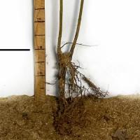 Саджанці форзиції Європейська