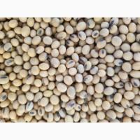 Продам насіння сої ГМО СОФІЯ (Канада)