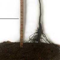 Саджанці грецького горіха Астахівський - 2-річний