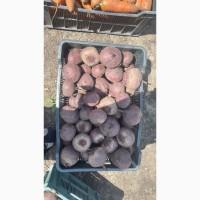 Продам товариний Буряк
