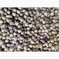 Продам однозубку часнику Любаша