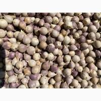 Продам однозубку часнику Любаша