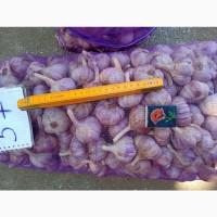 Продам часник Любаша 1 репродукція