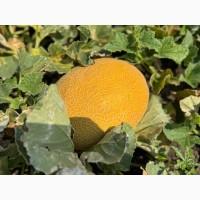 Продам диню на гурт